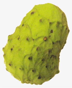 Food/ Fruit/ Cherimoya - Cherimoya Fruit #1610463