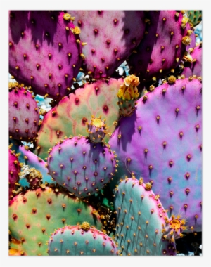 Rainbow Cactus Art Print By Justina Blakeney® - Rainbow Cactus #1610632