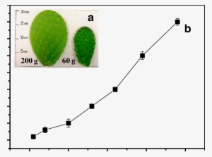 A Nopal Pads Of 200 And 60 G Of Weight, B Changes In - Nopal #1610698