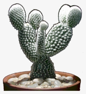 Opuntia 1 - White Angel Wings Cactus #1610811