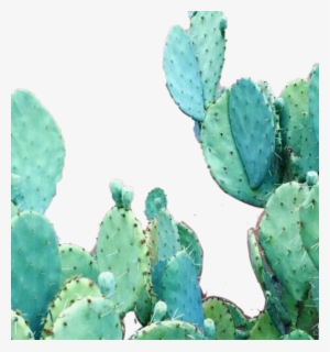 Aesthetic Cactus Wallpaper Iphone #1610856