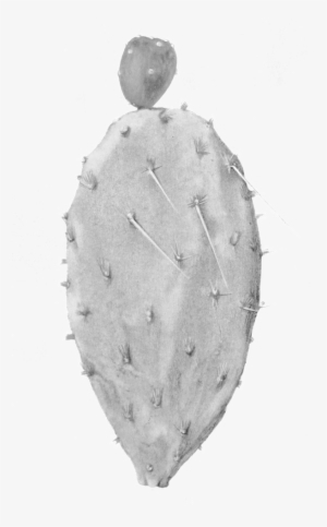 Pricklypear - Cactus #1611336