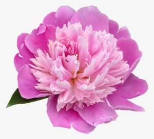 Peony Png Transparent Picture - Peony Png #1611680