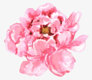 Peonies-03 - Peonies Png #1611718