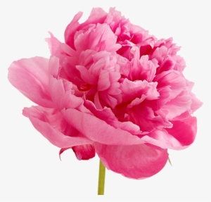 Peonies Png Image - Peonies Png #1611719