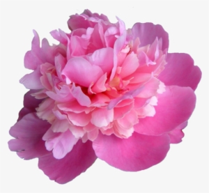 Transparent Banner Black And White - Peony Transparent #1611786 Transparent Banner Black And White - Peony Transparent #1611786