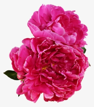 Peony Outline Png Vector Royalty Free Download - Burgundy Peonies Png #1611806