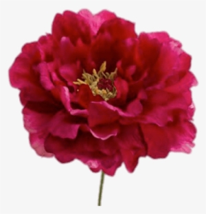 Red Peonies Flowers Png #1611851
