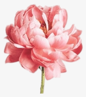 Single Pink Peony #1611910 Single Pink Peony #1611910