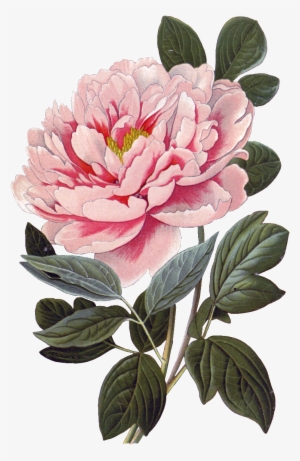 Pink Peony Flower Physical Element Design - Vintage Scientific Flower Poster #1612334
