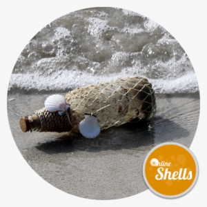 Desert Island Message Bottle - Online Shells #1612336