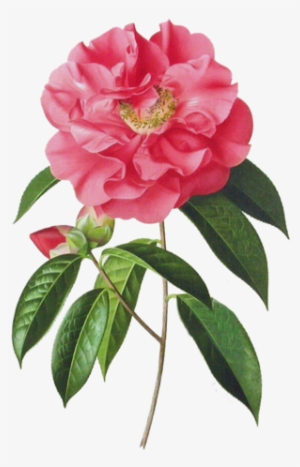 Clip Transparent Camellia Drawing Peony - Botanical Camellia Paintings #1612385
