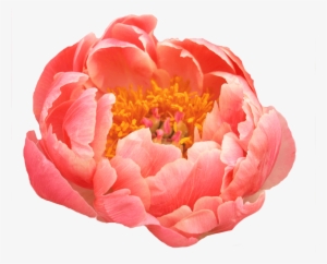 Peony Coral #1612425 Peony Coral #1612425