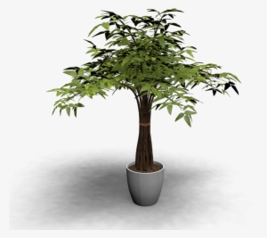 Indoor Plant - Baum In Topf #1612512