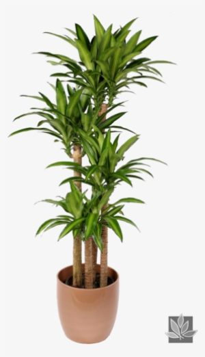 #plantinterscapes #interiorplants #plants #interiordecor - House Plants Uk #1612540