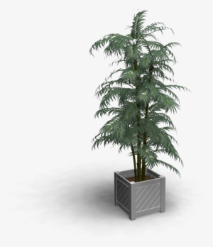 Indoor Plant - Bonsai #1612598