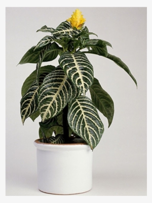 Indoor Plants - Zebra-plant #1612681