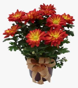 Indoor Plant Garden Mums - Arranjos De Flores Atual Do Dias Das Maes #1612735