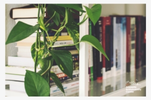 Indoorplants - Ideas Colgante Para Plantas #1612783