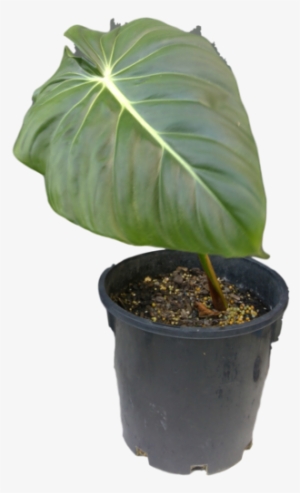 Philodendron Pastazanum Philodendron Pastazanum - Philodendron #1613184