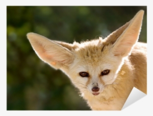 Books On Fennec Fox #1613207