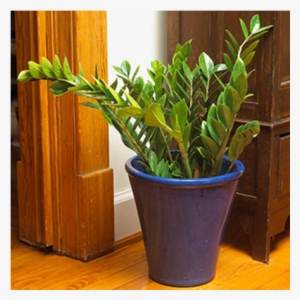 Indoor Plants - Zee Zee Plant #1613247