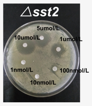 2 Inhibition Zone Of △sst2 Under Different Concentrations - Circle #1613248