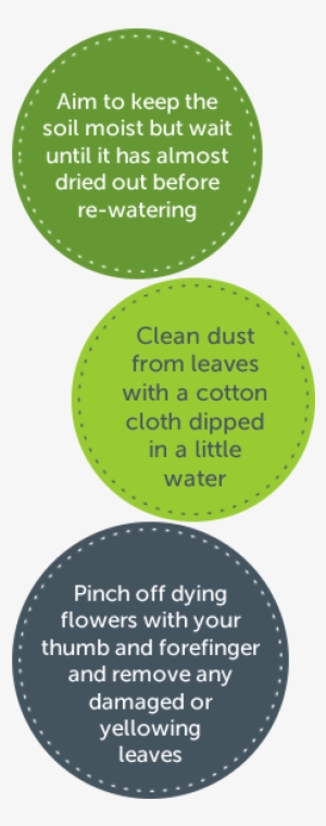 Top Tips For Indoor Plants - Facts About Plants In Office #1613271