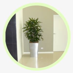 Indoor Plants Reduce All Types Of Urban Air Pollution - Drawing #1613638