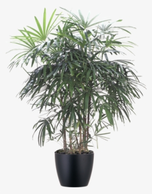 Rhapis Palm Interior Plant In Black Container - Lady Palm #1613775
