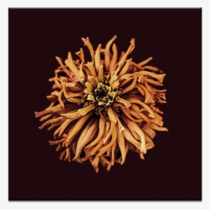 Tangled - Eternal Ep #1614119