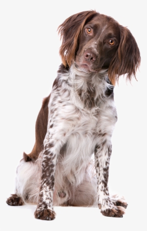 Frequently Asked Questions - Kleine Munsterlander #1615688