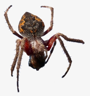 Spider, Insect, Arachnid, Creepy - Spider #1615763