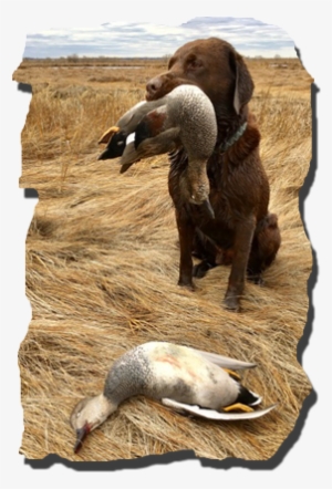 Reedy Creek Outfitters Goal Is To Provide You With - Outfitter #1616099