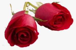 Valentines Day Roses Png Transparent Image - Goodnight My Special One #1616813