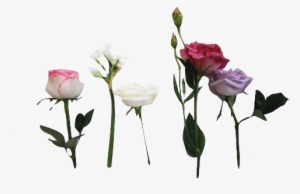 Request Flower Flowers Nature Rose Roses Png Transparent - Twenty One Pilots Pink #1617056 Request Flower Flowers Nature Rose Roses Png Transparent - Twenty One Pilots Pink #1617056