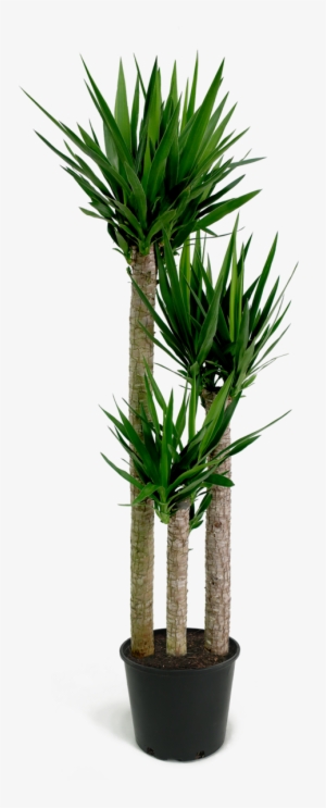Yucca Cane Png #1617267