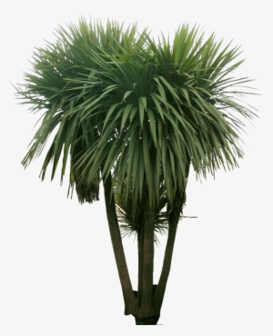 Png, Entourage, Photoshop, Images, Garden, Shrubs, - Sabal Palmetto #1617340