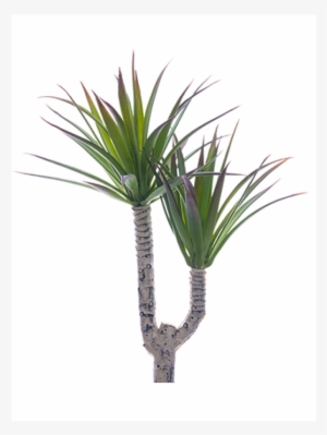 5" Mini Desert Yucca Pick Green Burgundy - Yucca #1617562