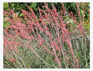 Red Yucca - Hesperaloe Parviflora #1617611