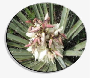 Back To Plant Species - Yucca #1617675