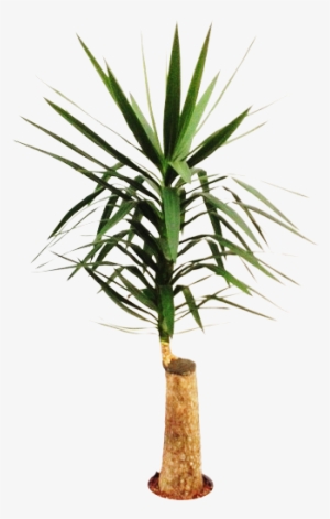 Yucca Stem 22/19 H140 - Yucca Plante D Intérieur #1617701