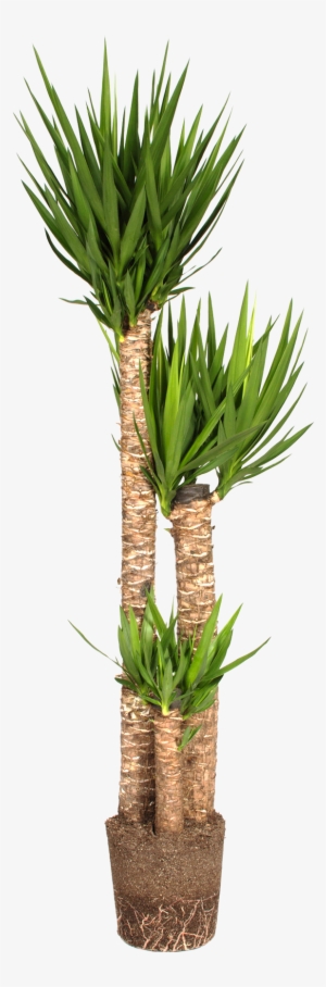 Yucca Png #1617775 Yucca Png #1617775