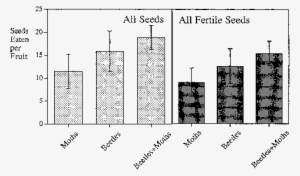 Damage In Fruits Infested By Carpophilus Beetle Larvae - Common Fig #1617913