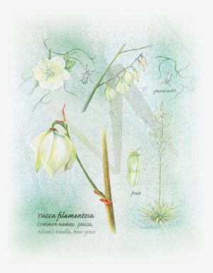 References - Snowdrop #1617969