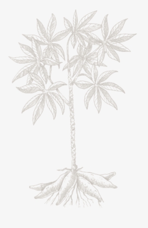 Imagenes De Una Planta Con Yuca Animadas #1618095