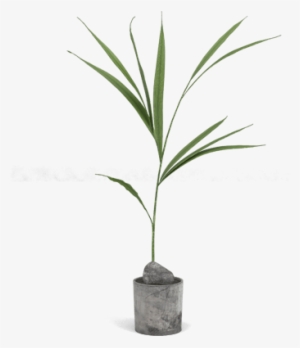 Plant - Houseplant #1618352