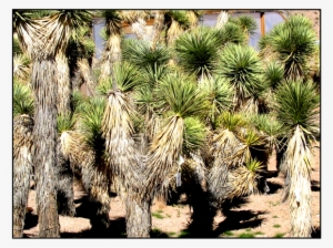 Joshua Tree - Joshua Tree Sapling #1618425 Joshua Tree - Joshua Tree Sapling #1618425