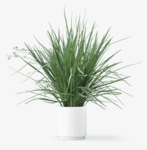 Plant2 - Inspired Home All I Care About Is - Guinea Pig Box #1618450