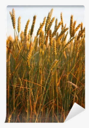 Field Canvas Print #1618596